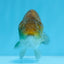 Strong Body Structure Black Neon Copper Ranchu Female 4 inches  #0706RC_25