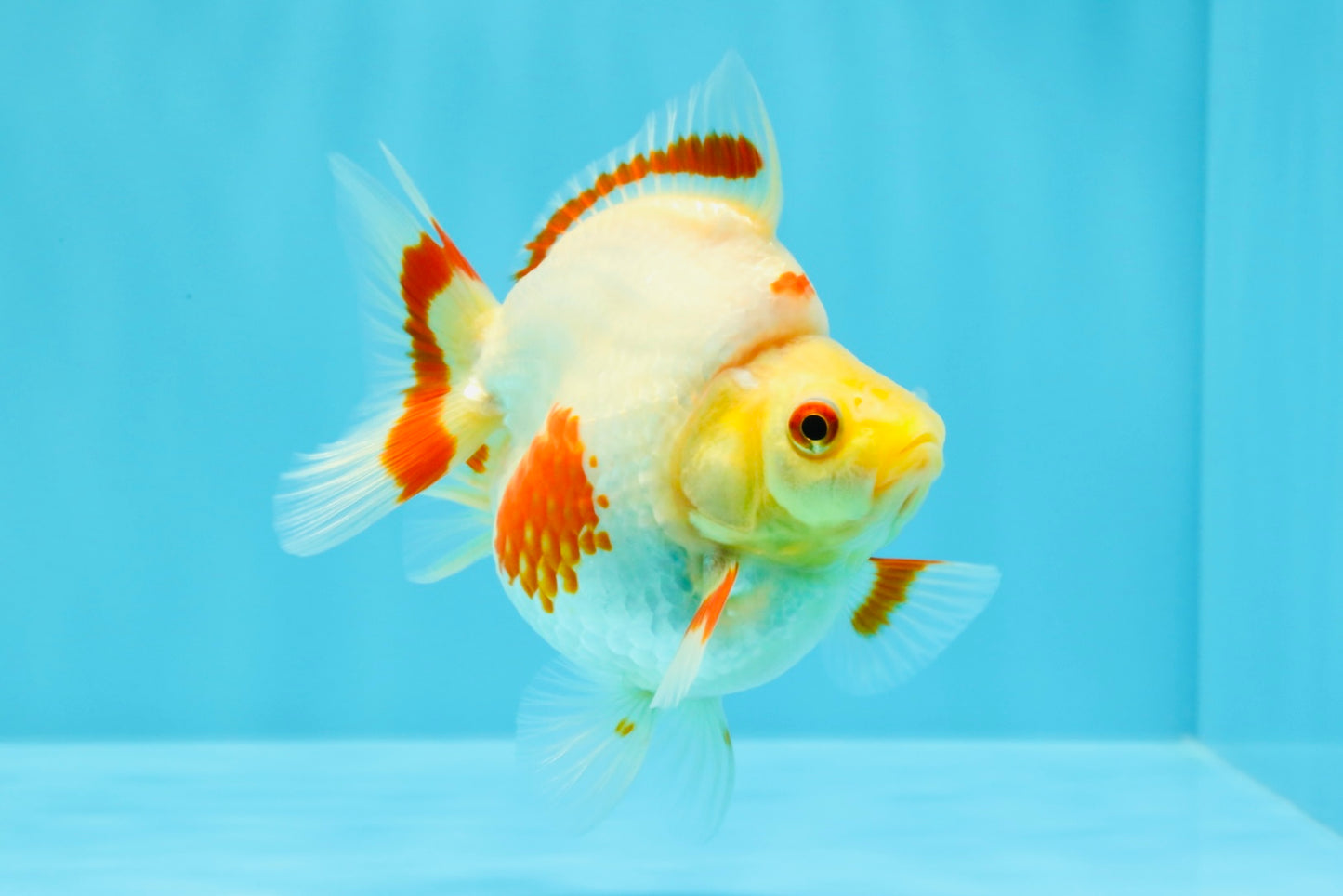 AAA Grade Red White Ryukin Female 4 inches #022726RK_17