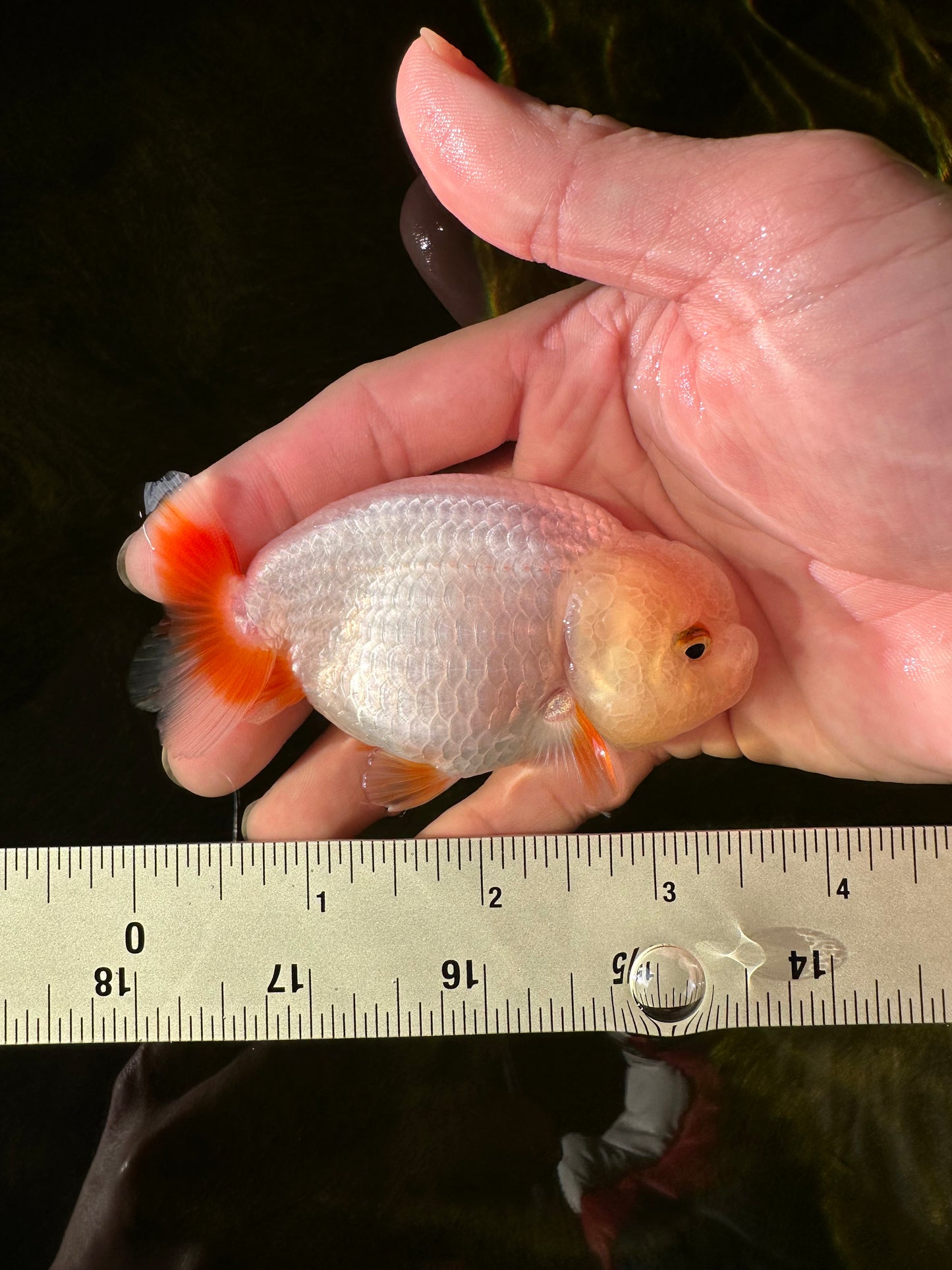 👶Baby Red White Lemonhead Lionchu Male 3.5 inches #0209LC_25