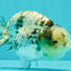 White Tiger Ranchu Female 5-5.5 inches #102326RC_04