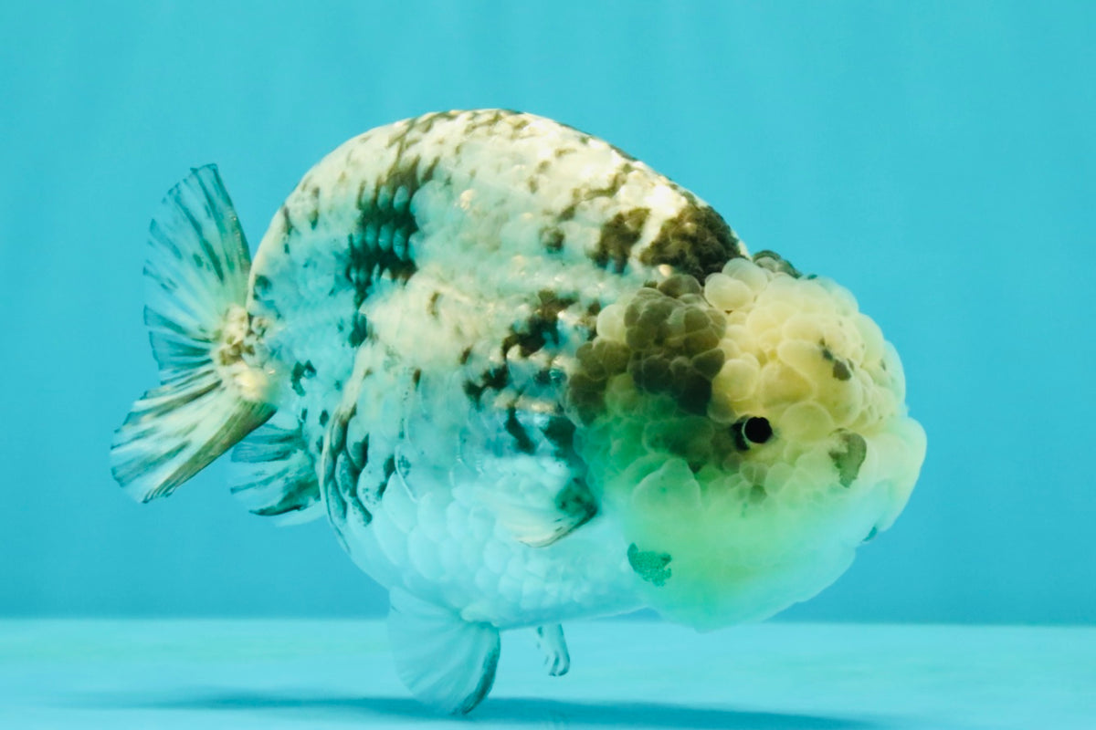 White Tiger Ranchu Female 5-5.5 inches #102326RC_04