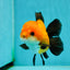 Apache (Black Orange) Oranda Female 4.5 inches #110124OR_05