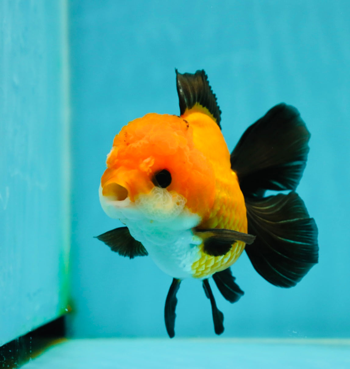 Apache (Black Orange) Oranda Female 4.5 inches #110124OR_05