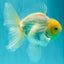 A Grade Strong Body Structure White Oranda Male 5.5-6 inches #062626OR_24
