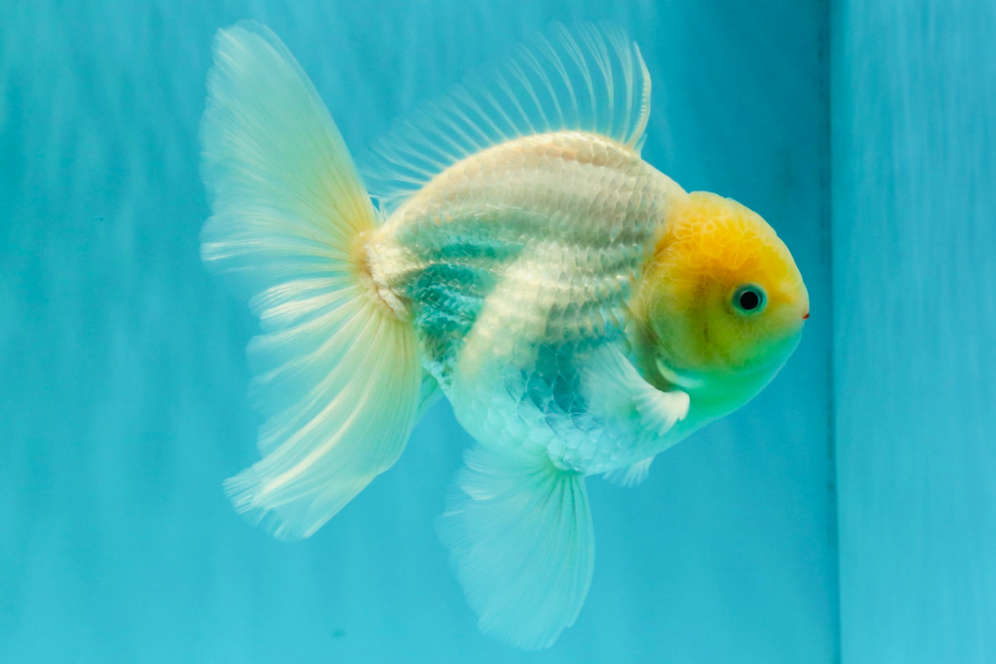A Grade Strong Body Structure White Oranda Male 5.5-6 inches #062626OR_24