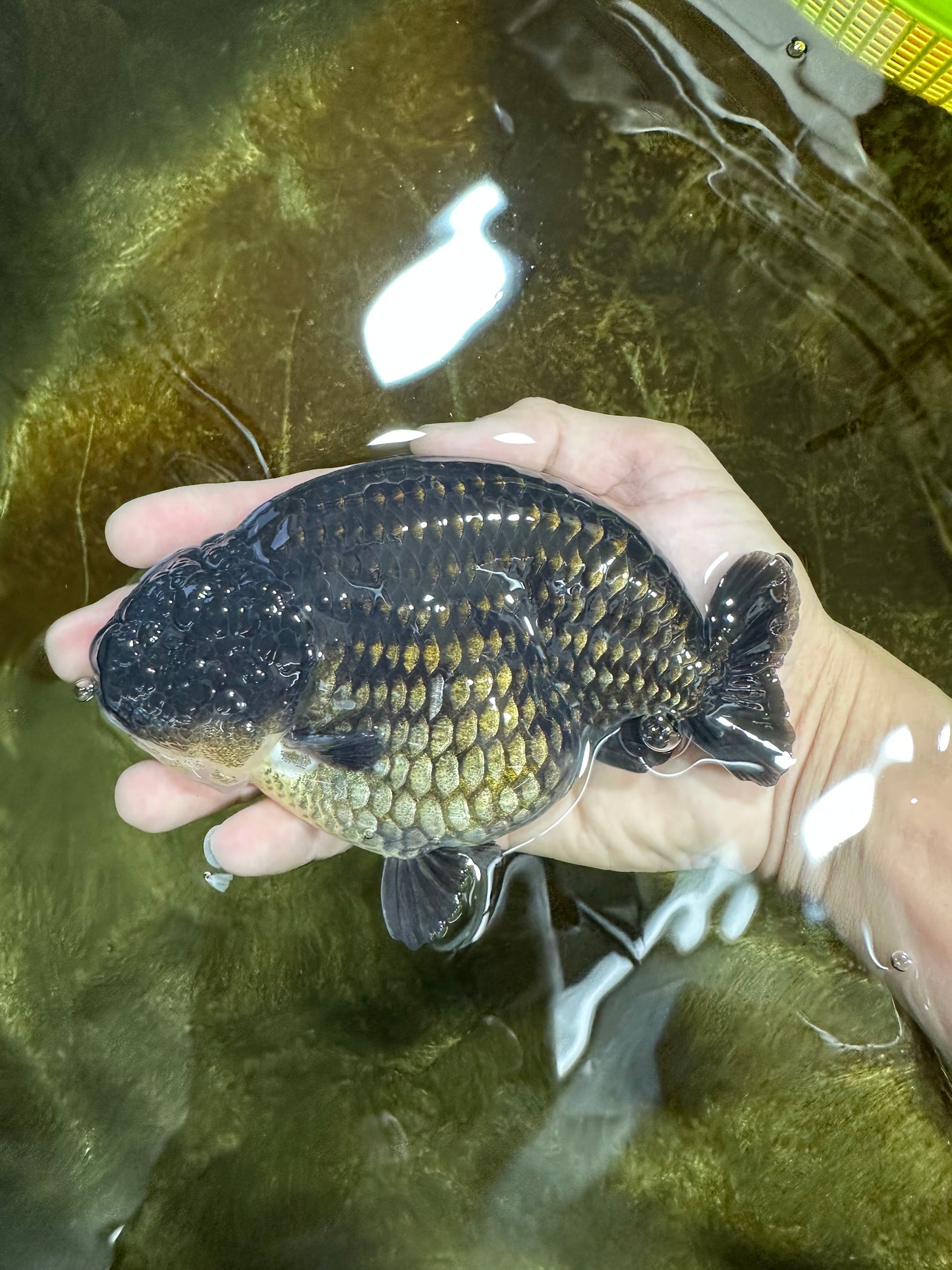 SHOW GRADE Black King Kong Strong Body Structure Ranchu Male 5.5 inches #060625RC_01