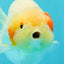 Little Chicken Nuggets Lionchu Male 4.5-5 inches #0329LC_09