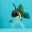 Panda Oranda Male 4 inches #102524OR_22