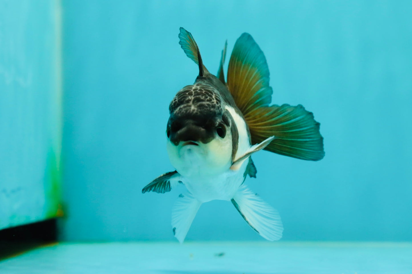 Panda Oranda Male 4 inches #102524OR_22