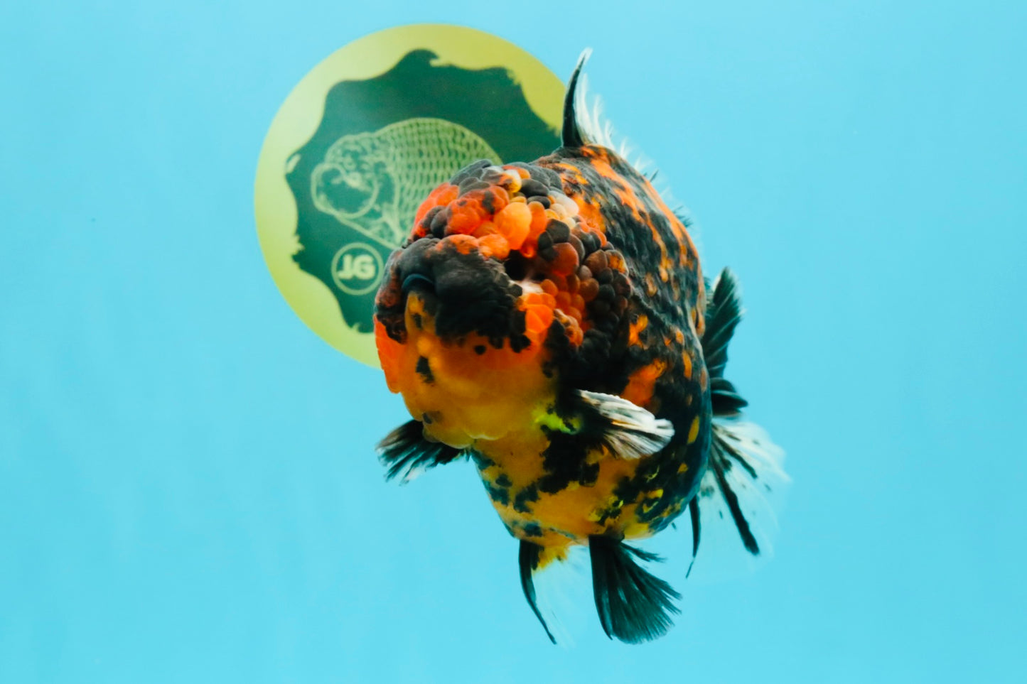 AAA Grade Godzilla Tiger Yuanbao Male 5.5-6 inches #032026YB_21