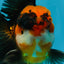 A Grade Dragon Tricolor Oranda Male 5 inches #060625OR_18