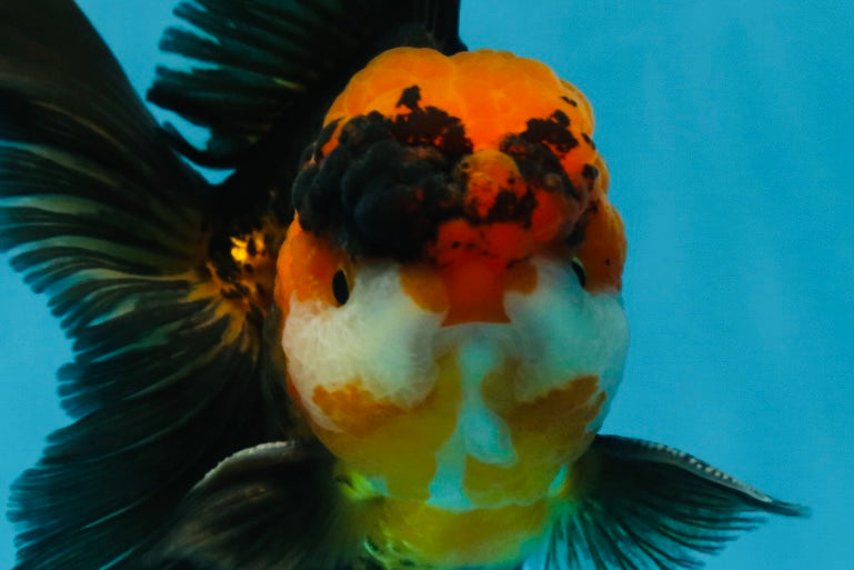 A Grade Dragon Tricolor Oranda Male 5 inches #060625OR_18