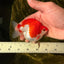 A Grade Red White Ryukin Male 4 inches #032726RK_27