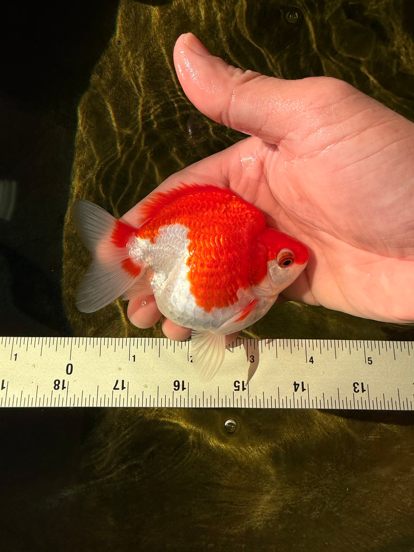 A Grade Red White Ryukin Male 4 inches #032726RK_27