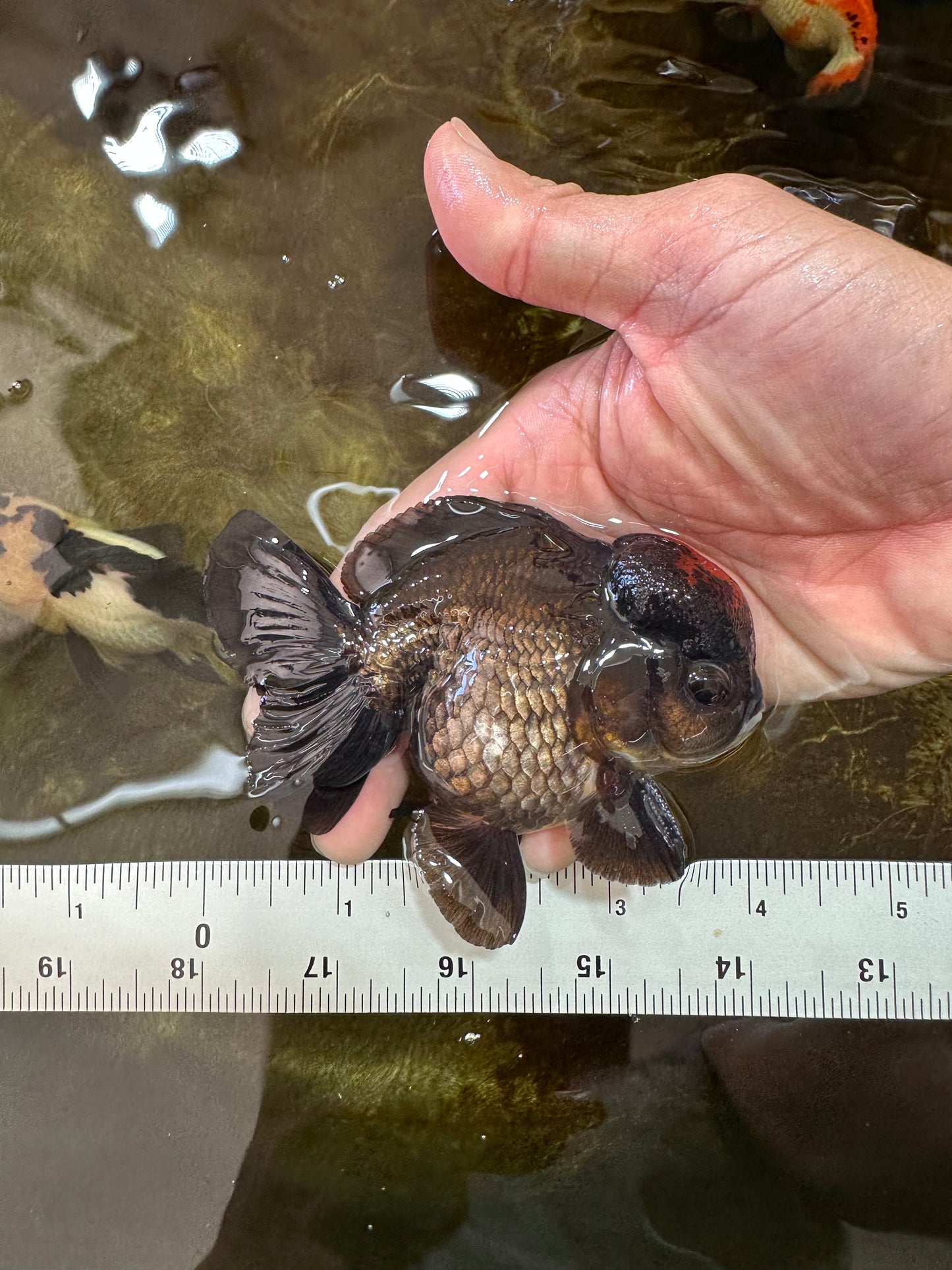 A Grade Lava Tricolor Yuanbao Male 4  inches #062725YB_09