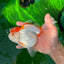 Oranda hembra roja y blanca de gran tamaño, grado A, 6,5 pulgadas, n.º 0706OR_11