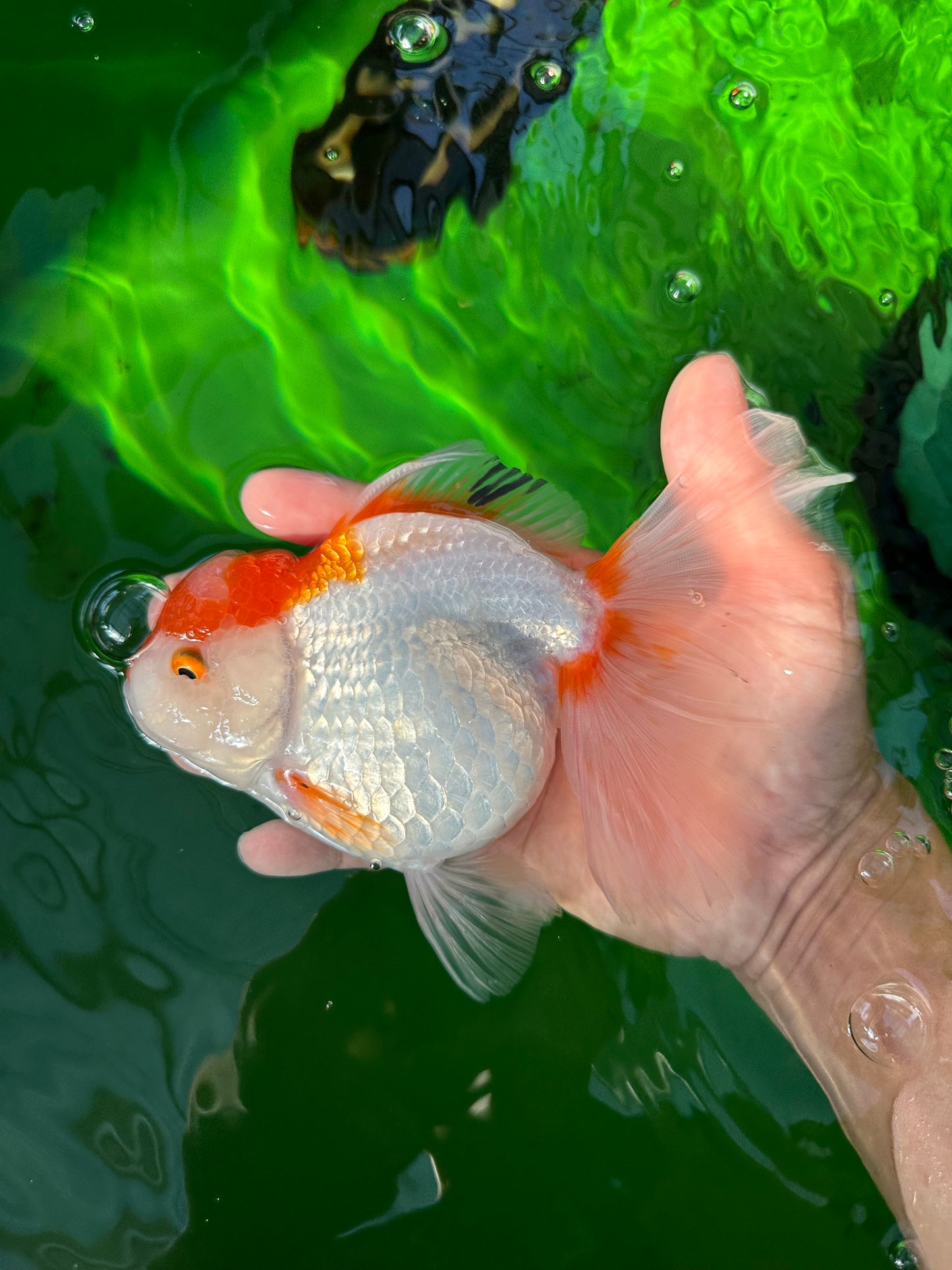 A Grade Big Size Red White Oranda Female 6.5 inches #0706OR_11