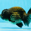 Cheeky Black Lionchu Male 4-4.5 inches #1103LC_22