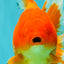 A Grade Red Oranda Male 6.5 inches #100926OR_19