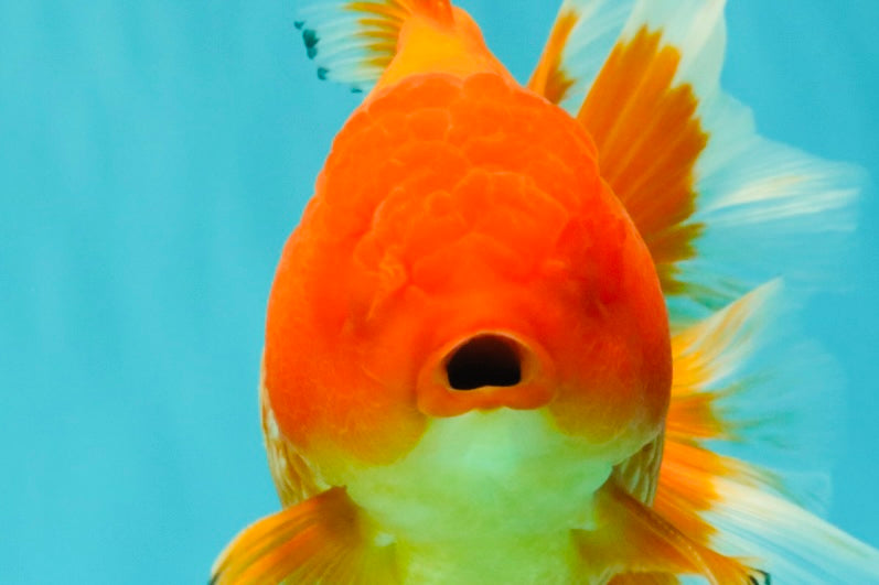 A Grade Red Oranda Male 6.5 inches #100926OR_19