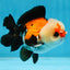 A Grade Adorable Pompom Tricolor Yuanbao Male 4-4.5 inches #071125YB_19