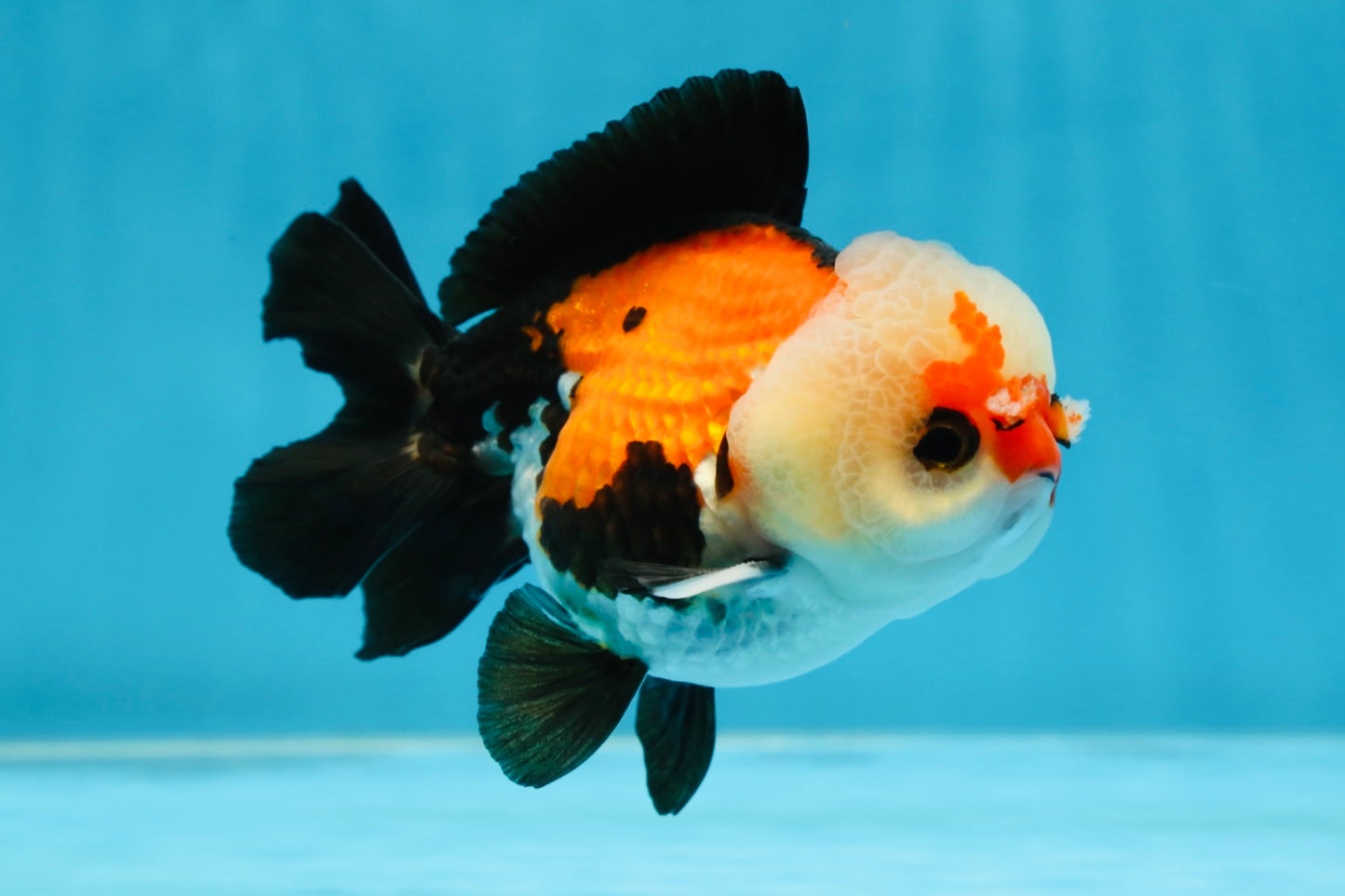 A Grade Adorable Pompom Tricolor Yuanbao Male 4-4.5 inches #071125YB_19