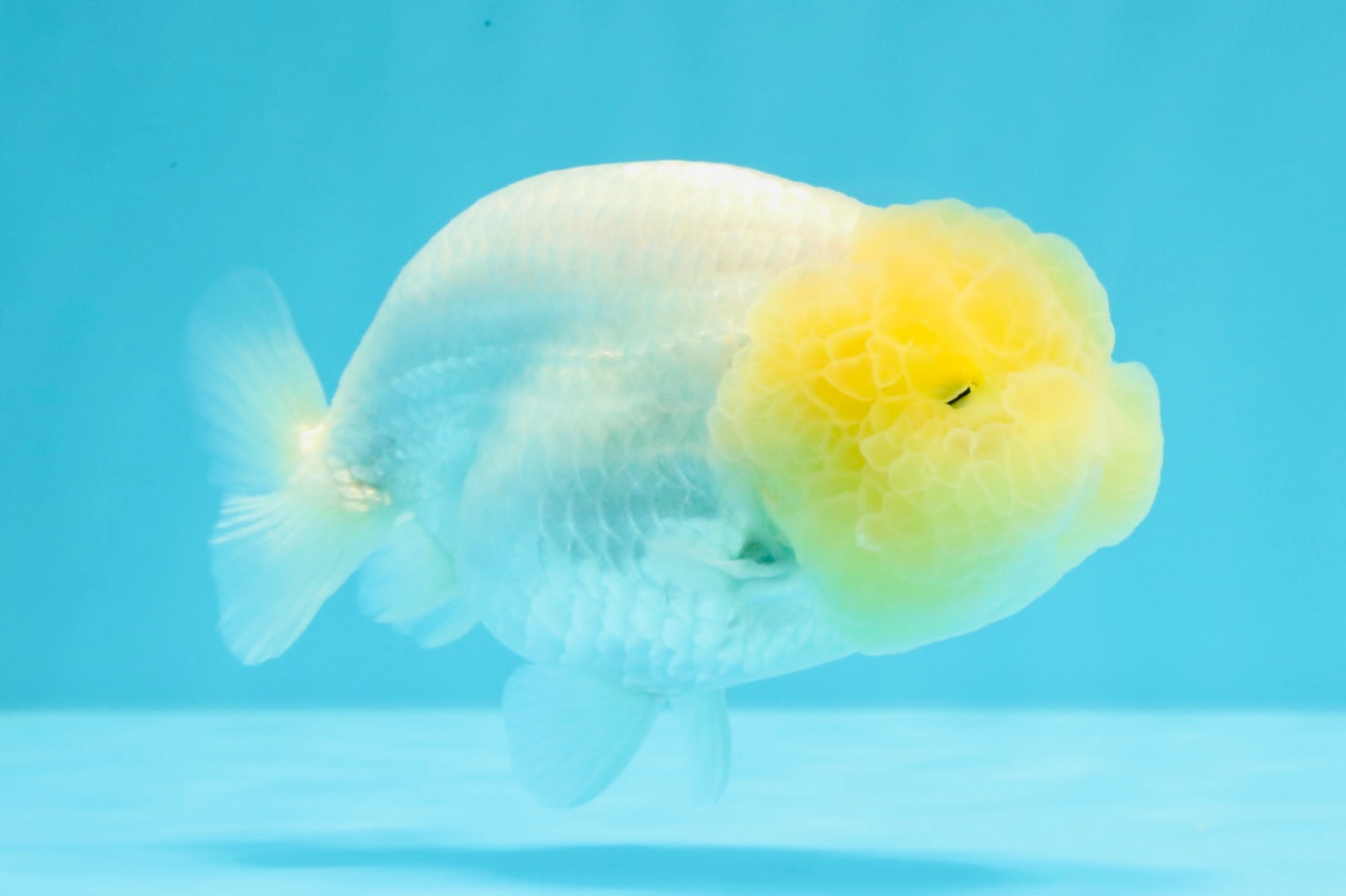 A Grade White LionQueen 4-4.5 inches #030626LC_02