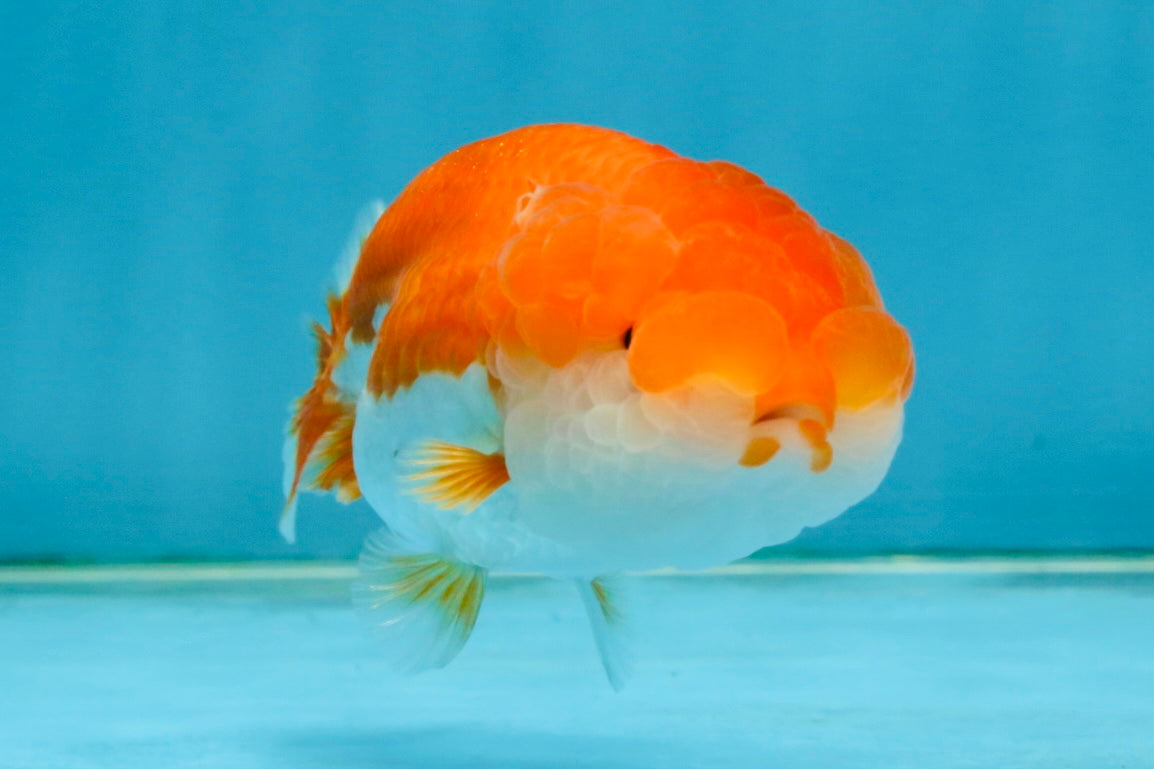 Red White Lionchu Female 4 inches #121225LC_11