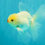 BEAUTY AAA Grade Little Chicken White Oranda Male 5.5 inches #072426OR_15