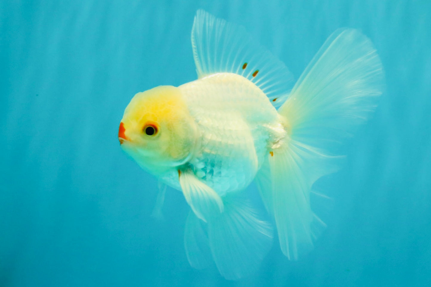BEAUTY AAA Grade Little Chicken White Oranda Male 5.5 inches #072426OR_15