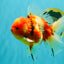 A Grade Sakura Oranda Male 5.5-6 inches #080726OR_19