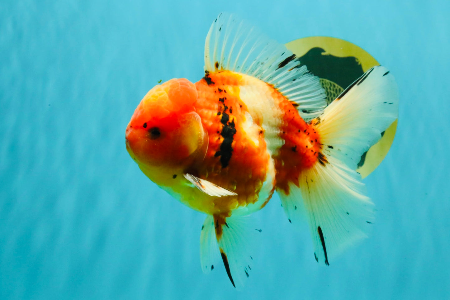 A Grade Sakura Oranda Male 5.5-6 inches #080726OR_19
