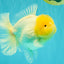 A  Grade White Oranda Male 6-6.5 inches #071026OR_27