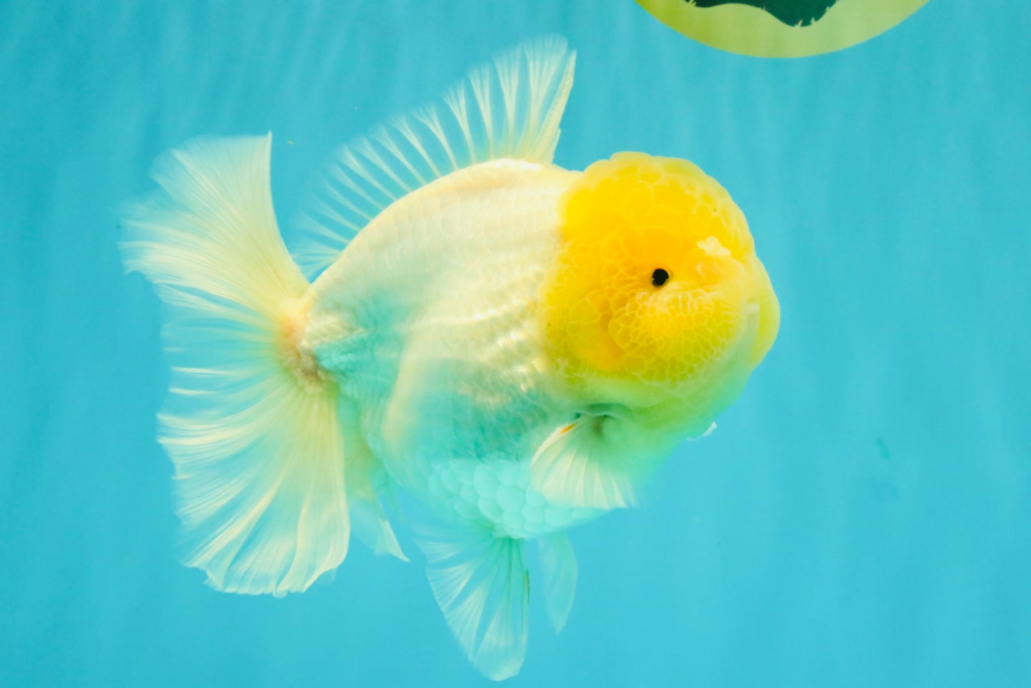A  Grade White Oranda Male 6-6.5 inches #071026OR_27