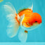 A Grade Red White Oranda Male 5.5 inches #102326OR_17