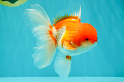 A Grade Red White Oranda Male 5.5 inches #102326OR_17