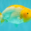 A Grade Orange White LionQueen 5 inches #072426LC_32