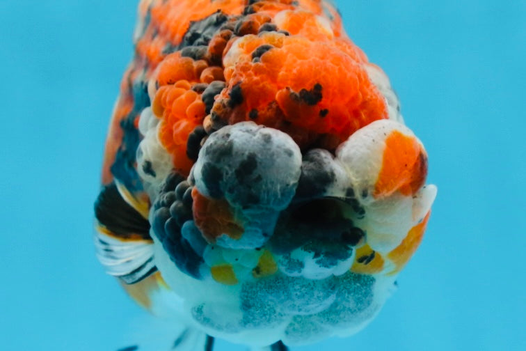 RARE AAA Grade Special Tricolor Tiger LionQueen 5.5 inches #082225LC_01