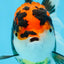 A Grade Tricolor Oranda Female 5.5-6 inches #100325OR_18