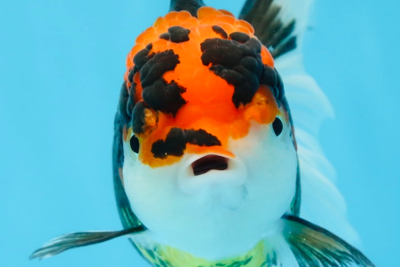 A Grade Tricolor Oranda Female 5.5-6 inches #100325OR_18