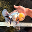 A Grade Marble Oranda Male 7 inches #071026OR_33