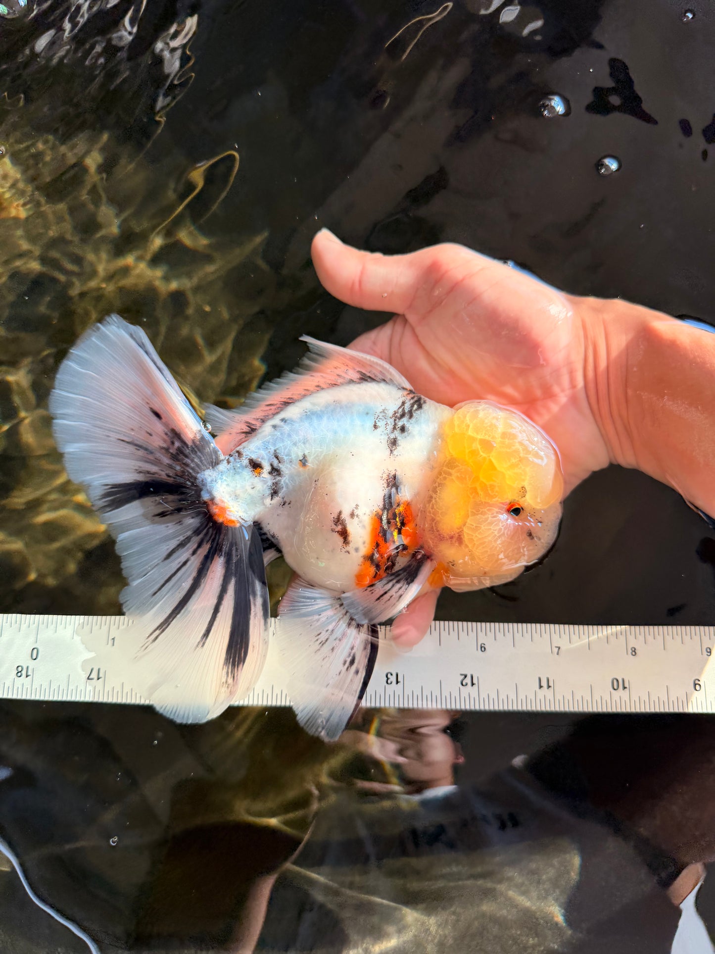 A Grade Marble Oranda Male 7 inches #071026OR_33