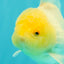 A Grade White Oranda Male 5-5.5 inches #102326OR_18