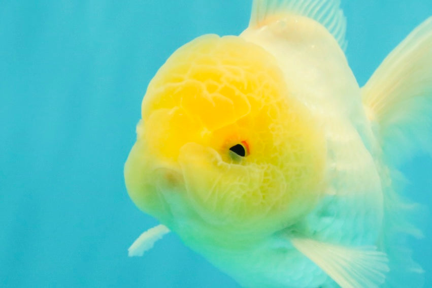 A Grade White Oranda Male 5-5.5 inches #102326OR_18