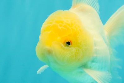 A Grade White Oranda Male 5-5.5 inches #102326OR_18