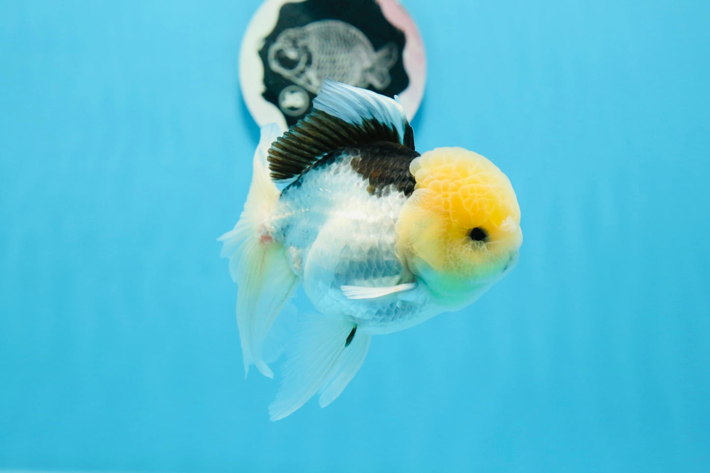 Panda Lemonhead Button Eyes Oranda Male 4.5-5 inches #0830OR_27