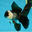A Grade Panda Oranda Male 5 inches #050225OR_09