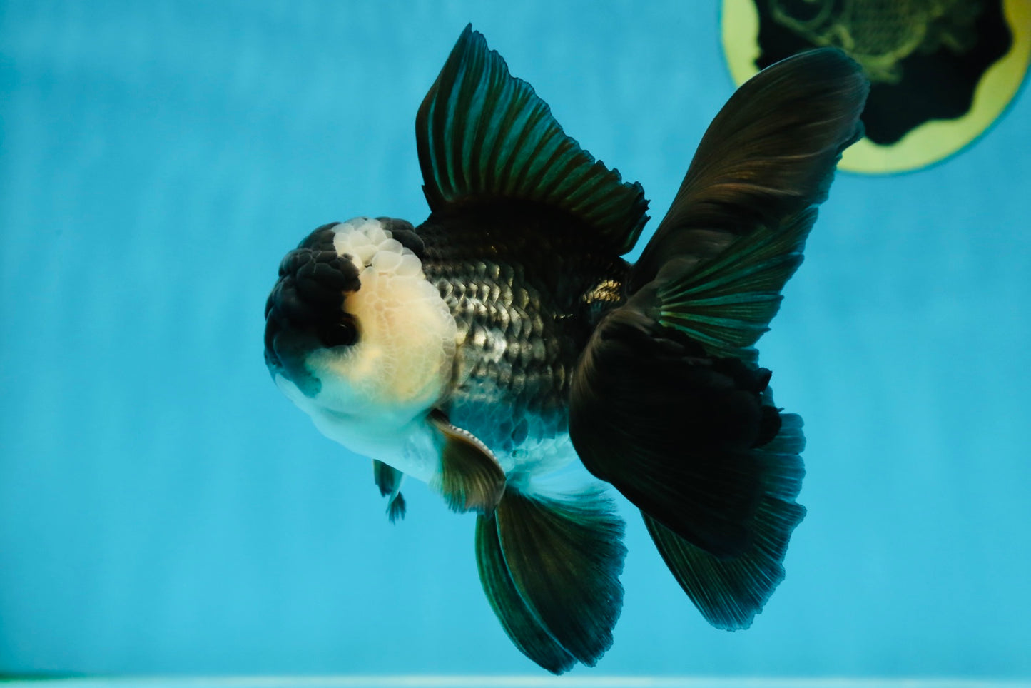 A Grade Panda Oranda Male 5 inches #050225OR_09