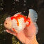 SPECIAL A Grade Red White Oranda Male 6-6.5 inches #051526OR_02