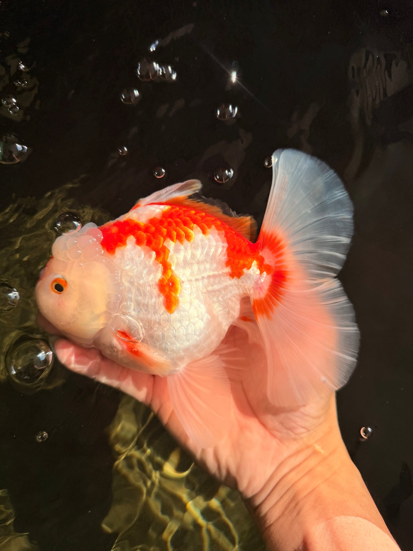 SPECIAL A Grade Red White Oranda Male 6-6.5 inches #051526OR_02
